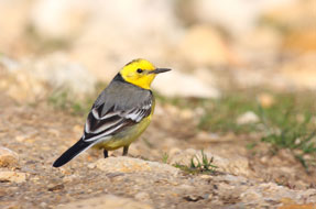 Citrine Wagtail
