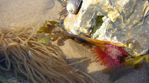 Rock pools at East Runton